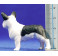 Perro bulldog francés 10 cm plástico Belenes Puig Perro bulldog francés 10 cm plástico Belenes Puig