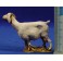 Conjunto tres cabras comiendo 10 cm plástico Moranduzzo - Landi
