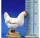 Grupo gallinas, gallo y conejo blancos 10 cm plástico Moranduzzo - Landi Grupo gallinas, gallo y conejo blancos 10 cm plástico Moranduzzo - Landi