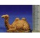 Camello sentado 3,5 cm plástico Moranduzzo - Landi