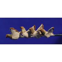 Bandada cuatro palomas marrones vuelan 12 cm barro pintado AB