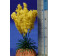 Plumero amarillo 6 cm metal