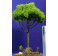 Árbol verde 40 cm musgo y aluminio Árbol verde 40 cm musgo y aluminio