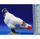 Gallina pioteando 15 cm plástico calidad