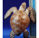 Tortuga marina 20 cm plástico calidad