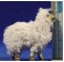 Grupo corderos con lana 8 cm resina