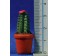 Maceta cactus 3,5 cm resina