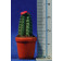 Maceta cactus 3,5 cm resina