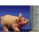 Cerdo infantil M2 8 cm resina
