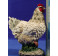 Gallina 60 cm resina