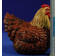 Gallina ponedora 60 cm resina