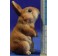 Grupo 4 conejos 60 cm resina