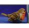 Pájaro petirrojo europeo 180 cm resina
