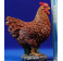 Gallina marrón 60 cm resina